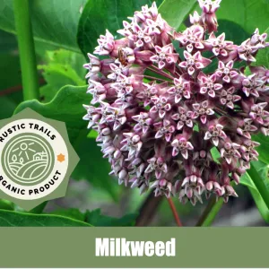 Milkweed